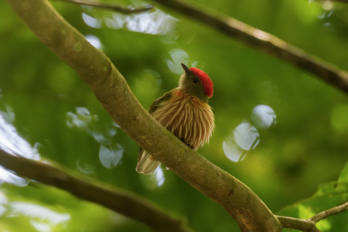 Striolated Manakin - ML637008215