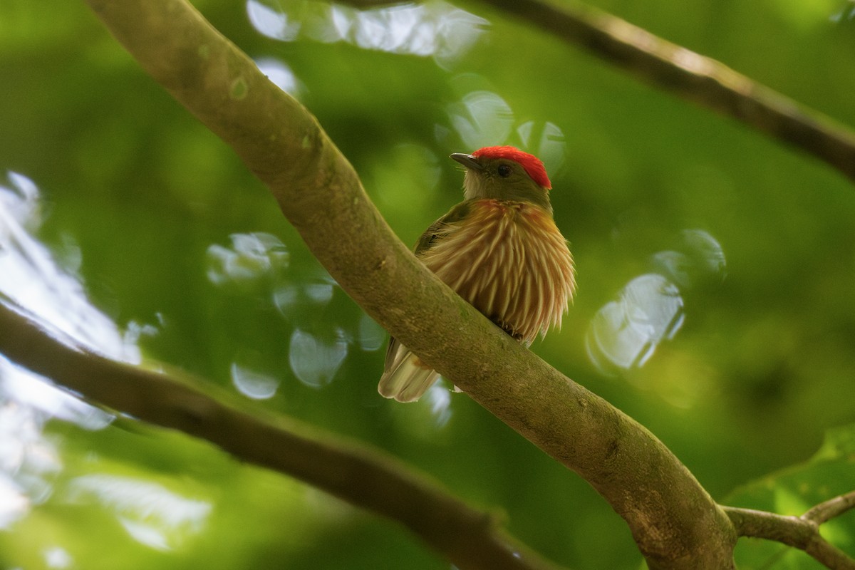 Striolated Manakin - ML637008216