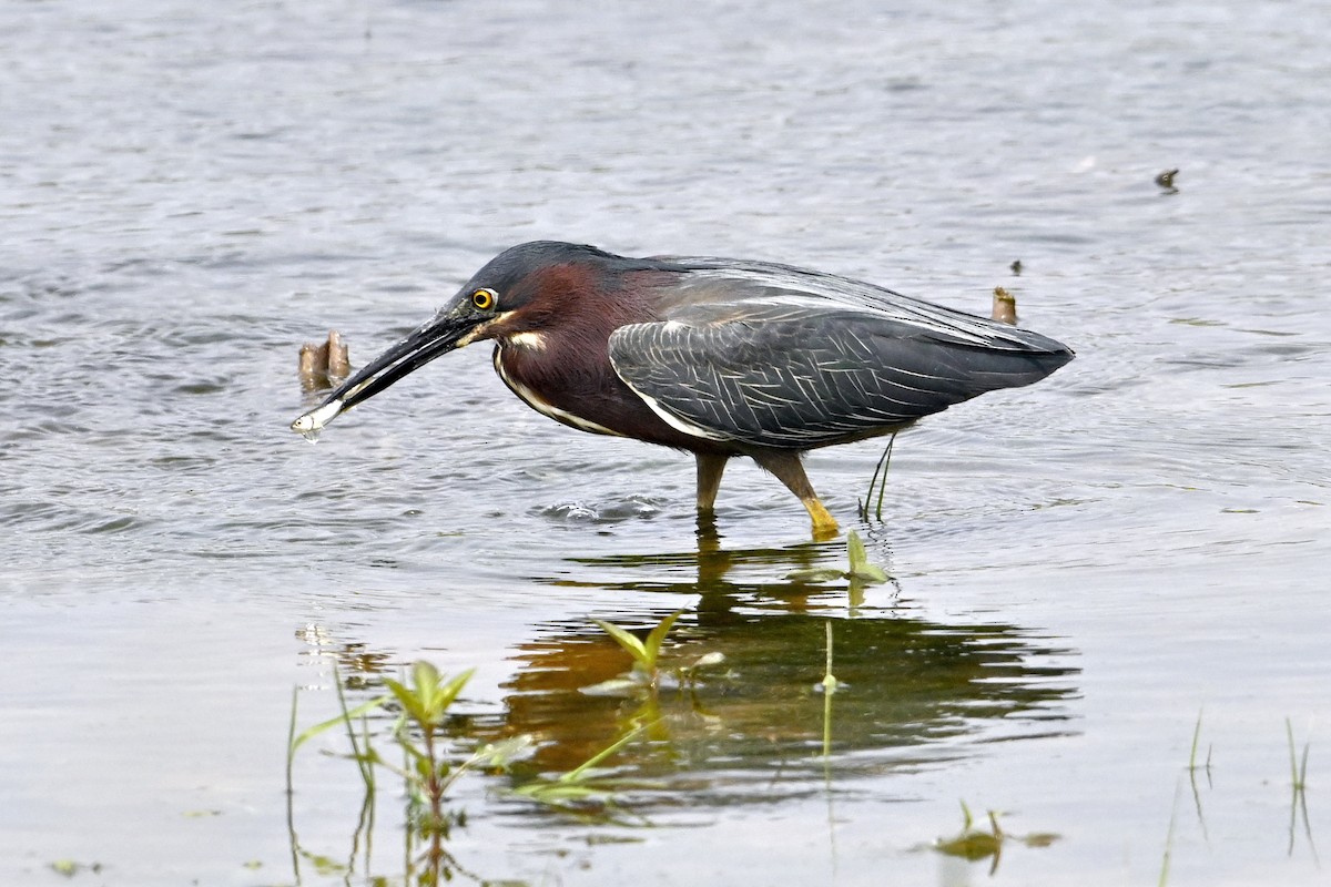 Green Heron - ML637008331