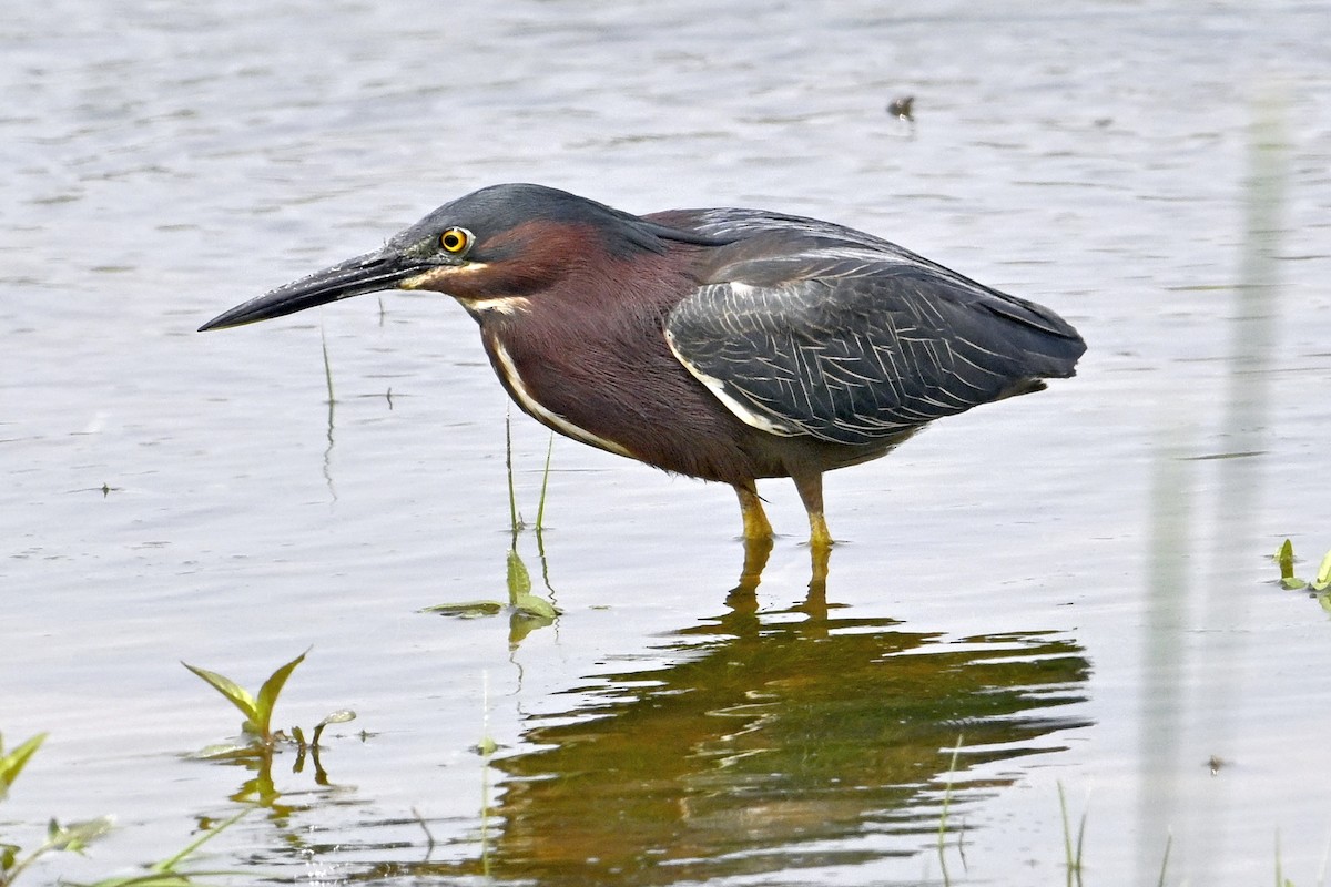 Green Heron - ML637008337