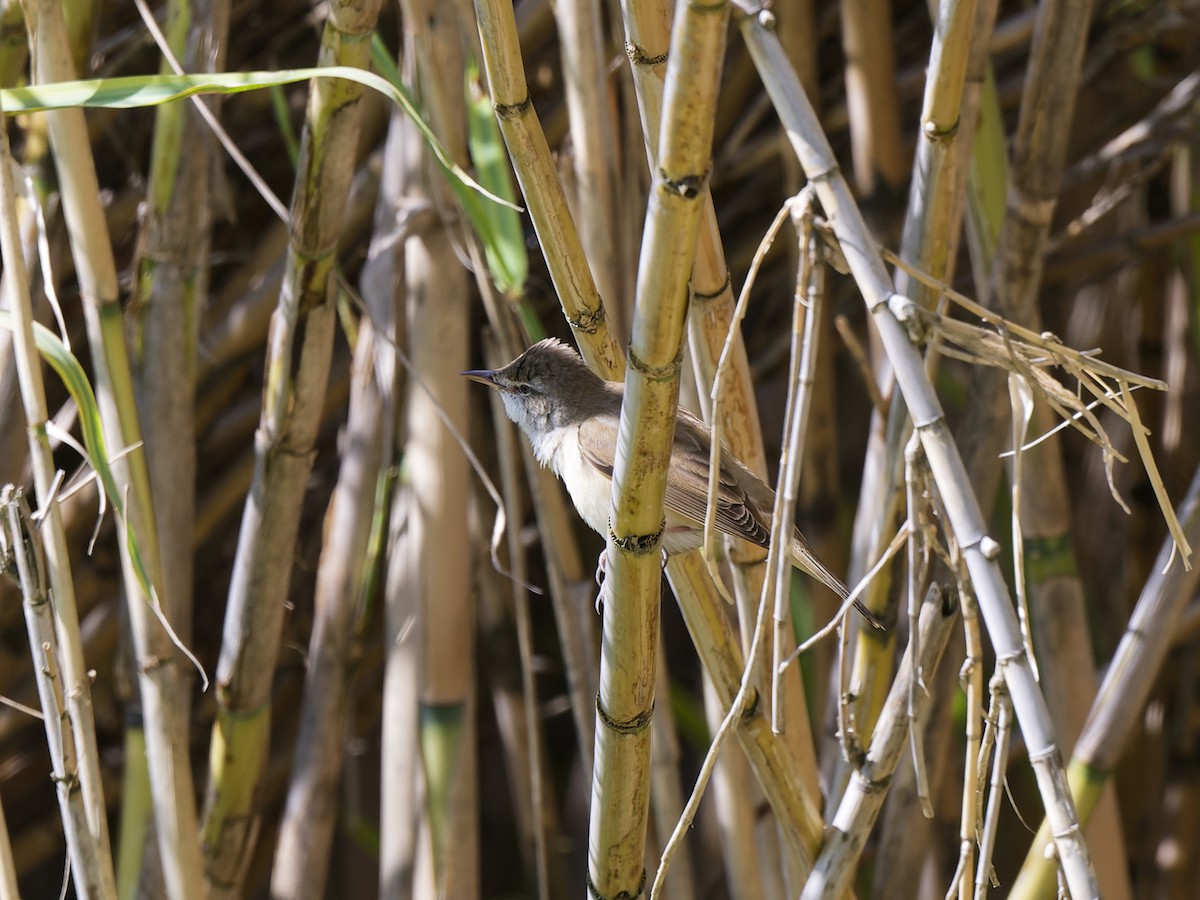 Их охил бялзуухай - ML637008339