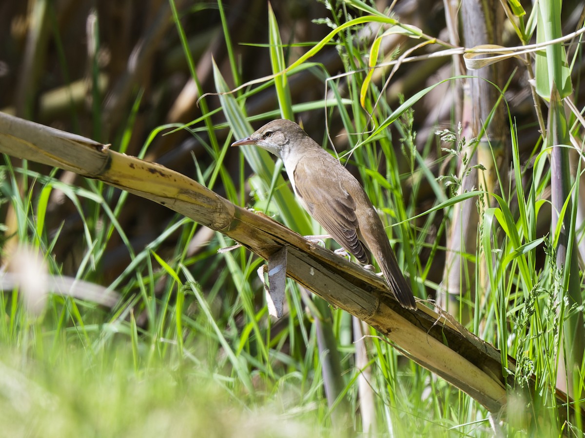 Их охил бялзуухай - ML637008340