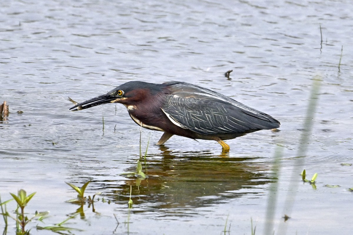 Green Heron - ML637008352