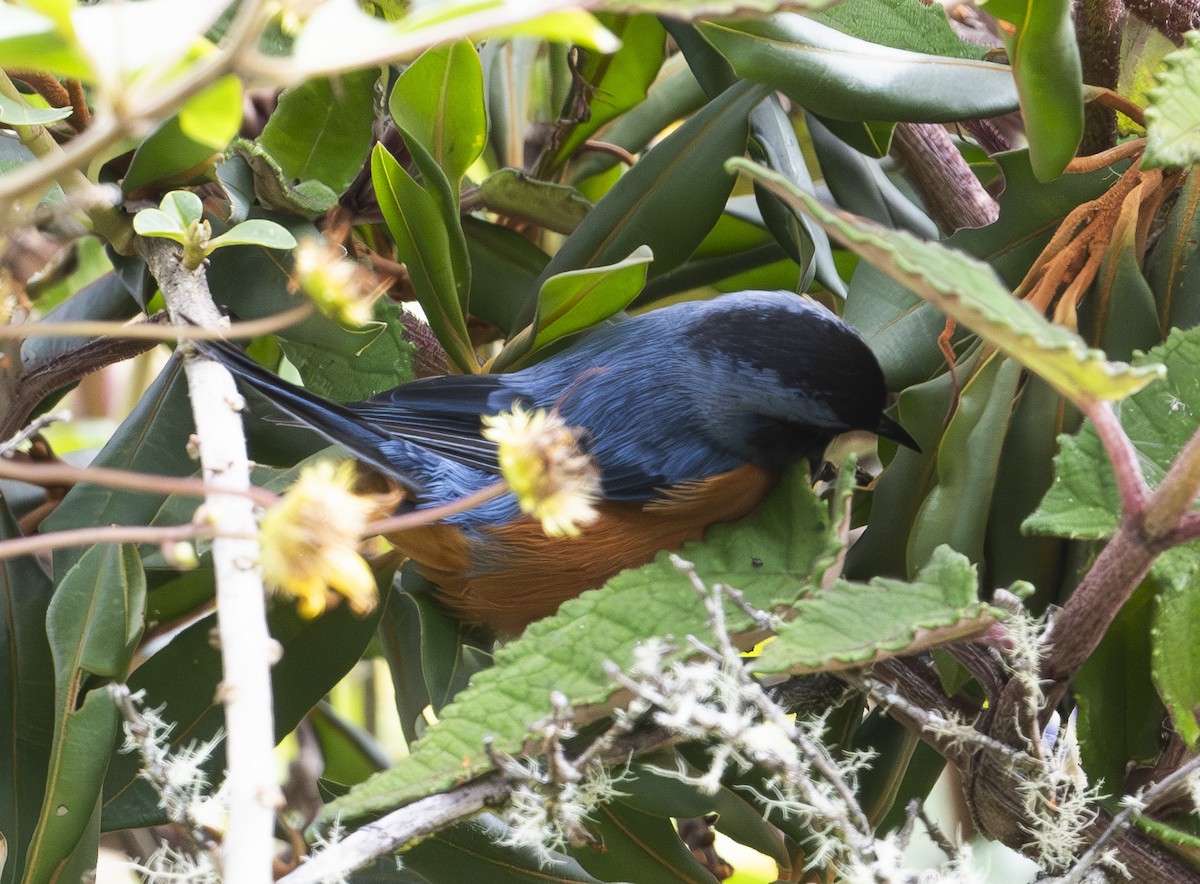 Blue-backed Conebill - ML637008376