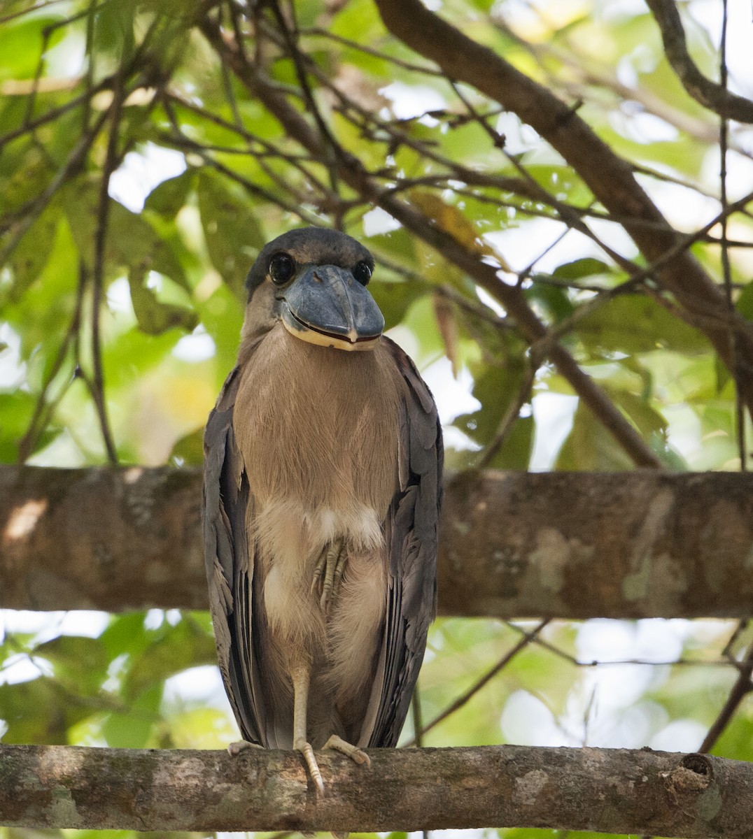 Boat-billed Heron - Elisabet Jané Camacho