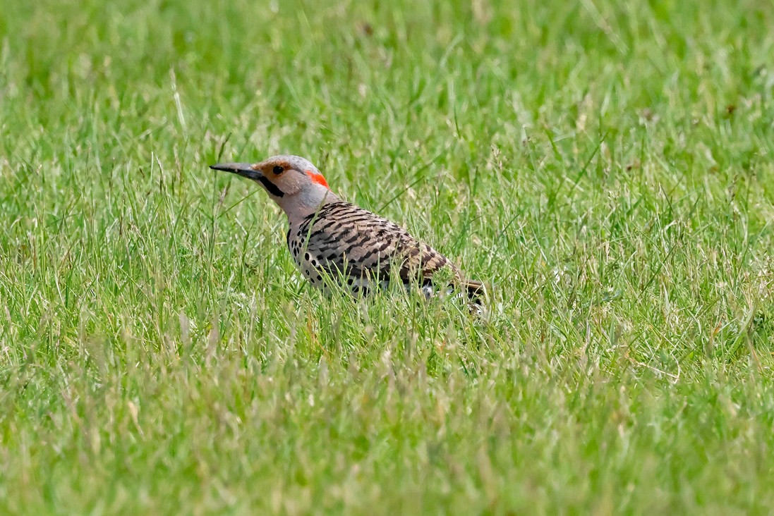 Northern Flicker - ML637008439