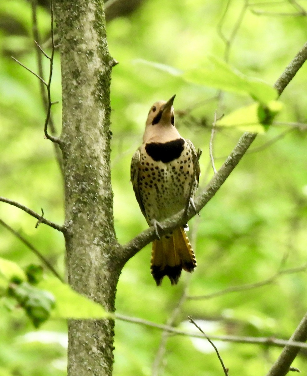 Northern Flicker - ML637008446