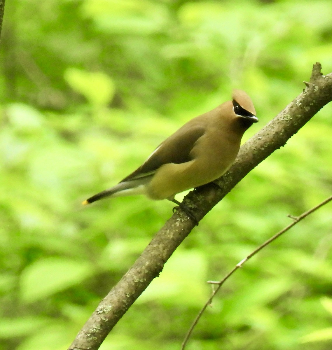 Cedar Waxwing - ML637008540