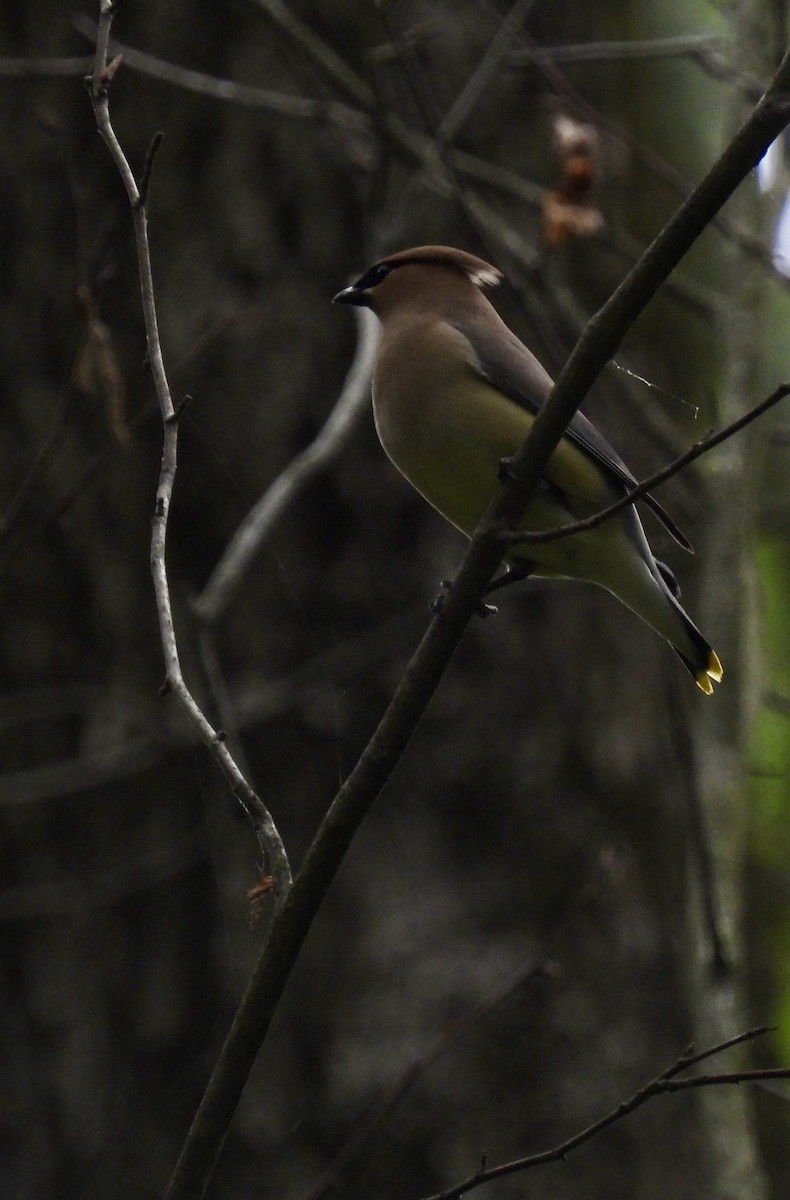 Cedar Waxwing - ML637008541