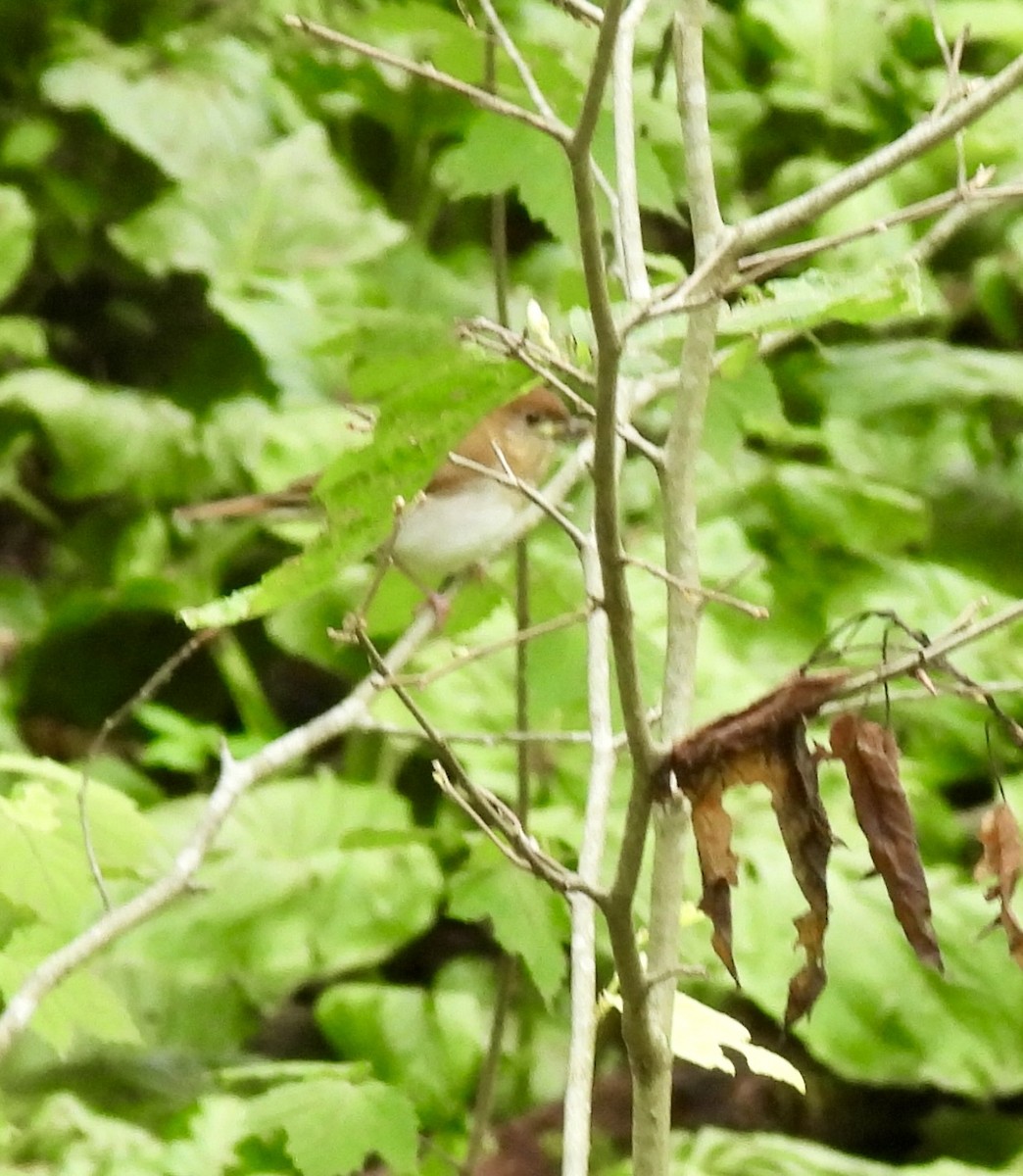 Veery - ML637008599