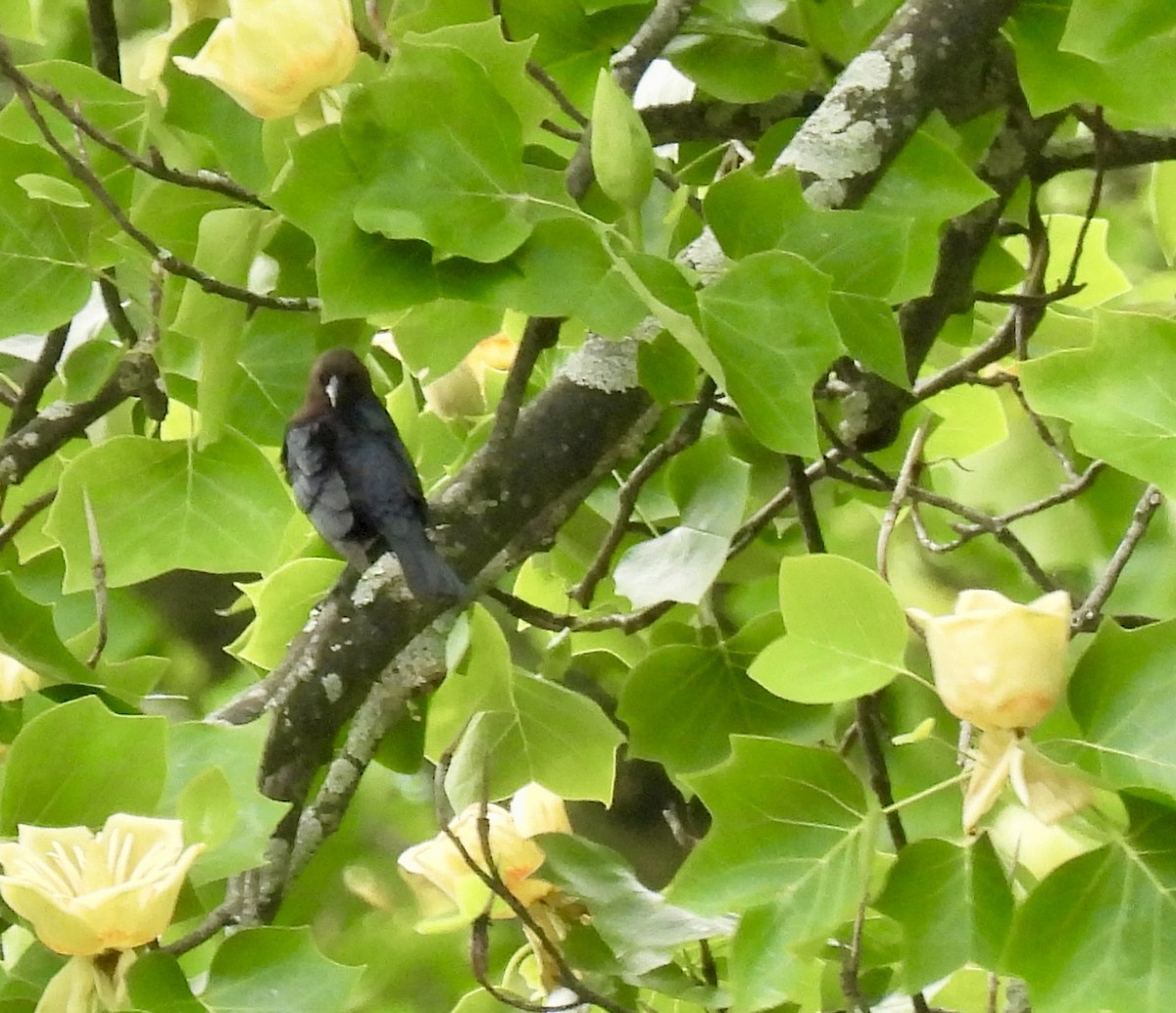Brown-headed Cowbird - ML637008629