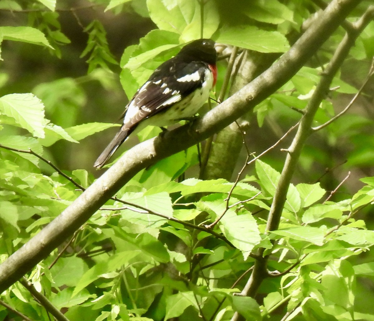 Rose-breasted Grosbeak - ML637008637