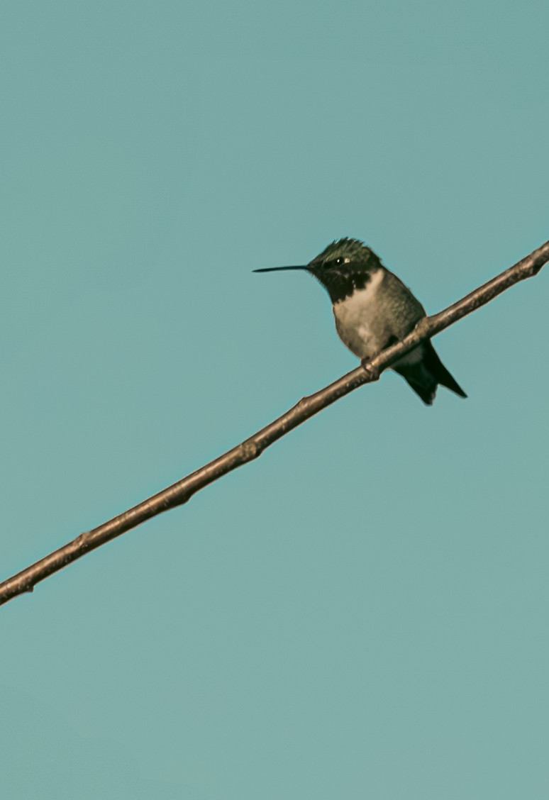 Ruby-throated Hummingbird - ML637008652