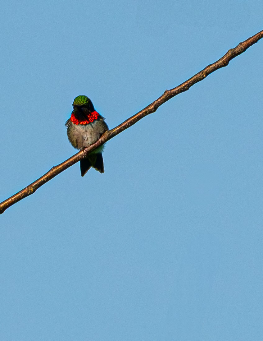 Ruby-throated Hummingbird - ML637008653