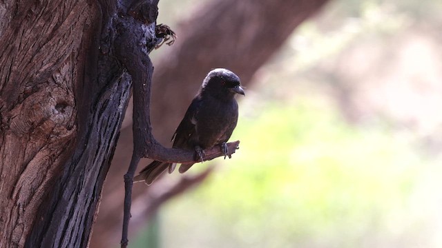 Fork-tailed Drongo - ML637008657