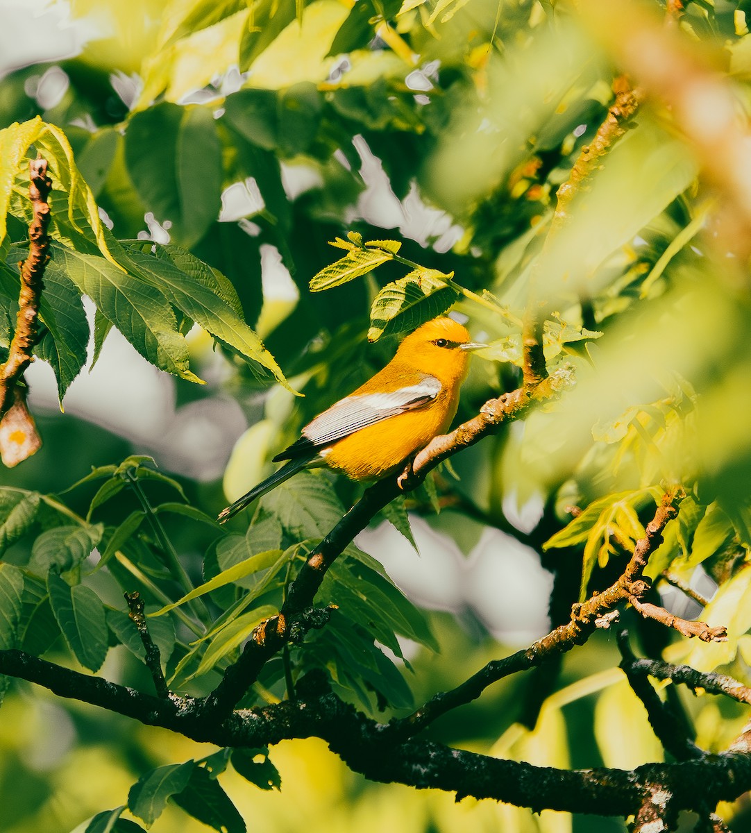 Blue-winged Warbler - ML637008711