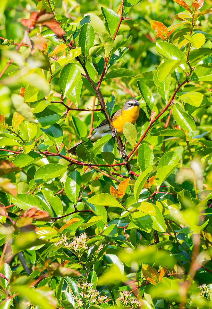 Yellow-breasted Chat - ML637008725