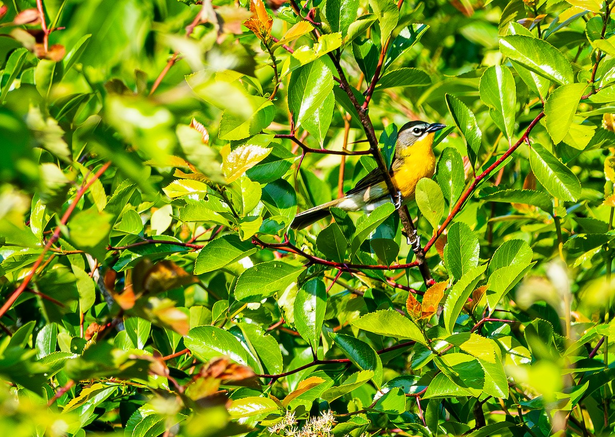 Yellow-breasted Chat - ML637008726