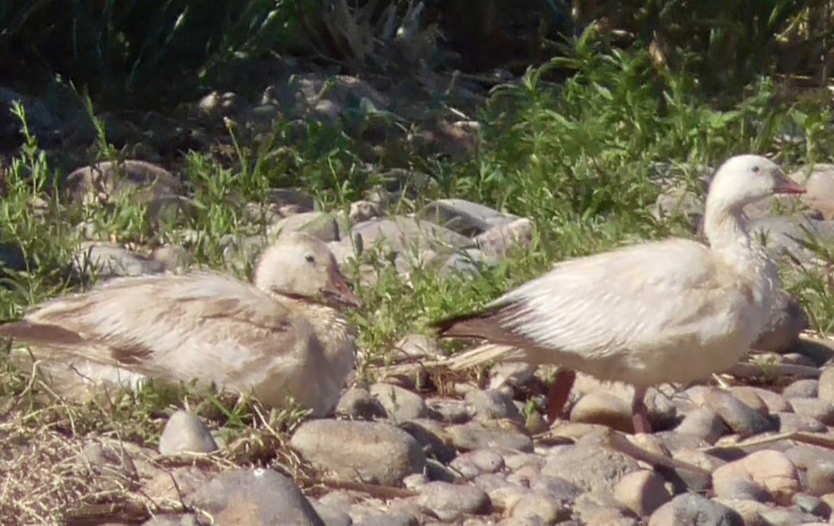 Snow/Ross's Goose - ML637008757