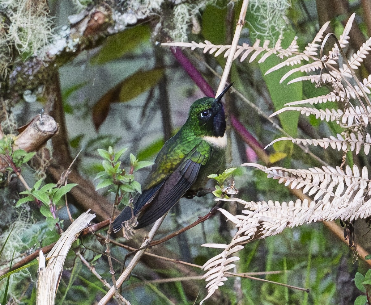 Amethyst-throated Sunangel - ML637008809
