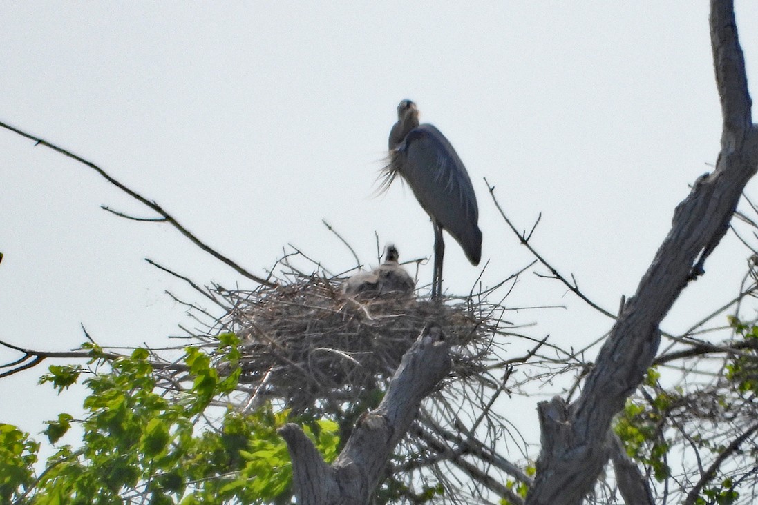 Great Blue Heron - ML637008964