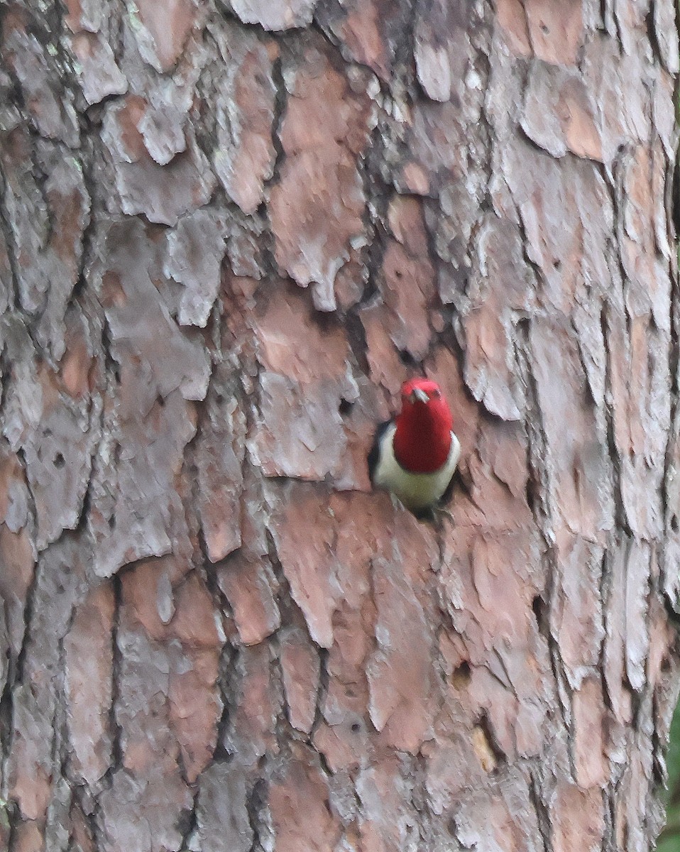 Red-headed Woodpecker - ML637009006