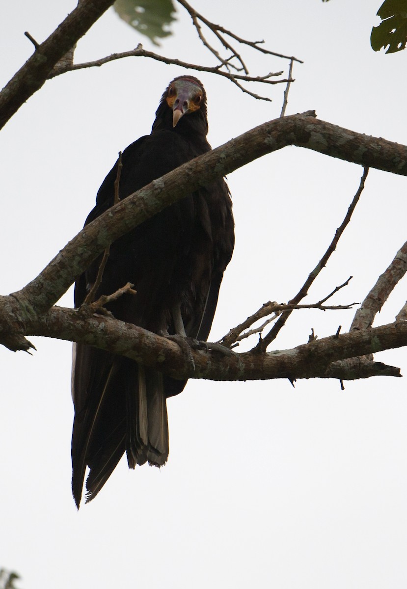 Lesser Yellow-headed Vulture - ML63700901