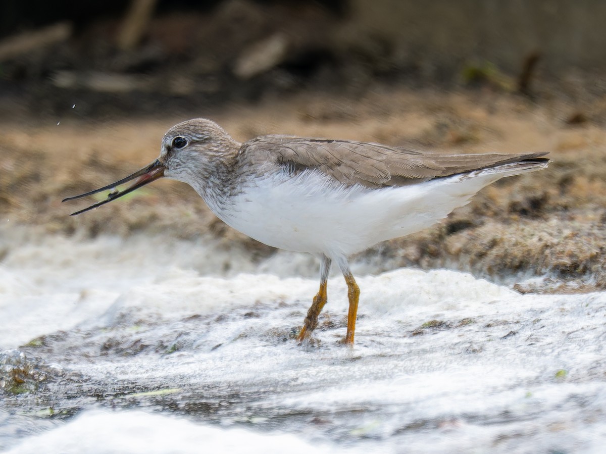 Матигар хөгчүү - ML637009023