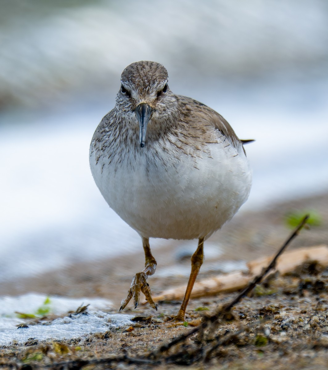 Матигар хөгчүү - ML637009024