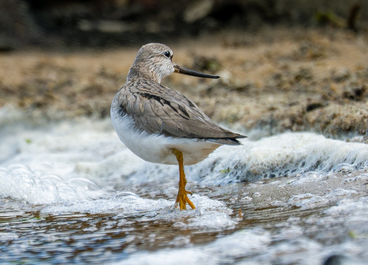 Матигар хөгчүү - ML637009025