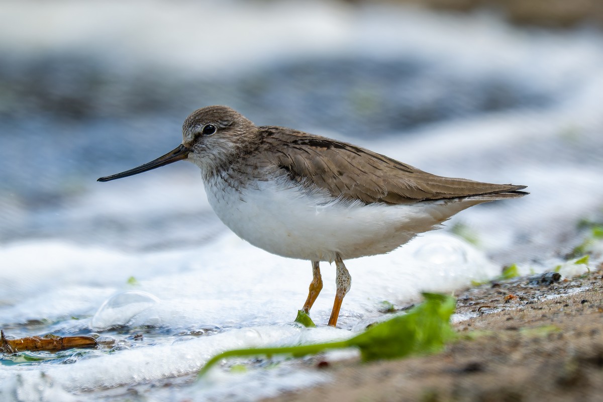 Матигар хөгчүү - ML637009026