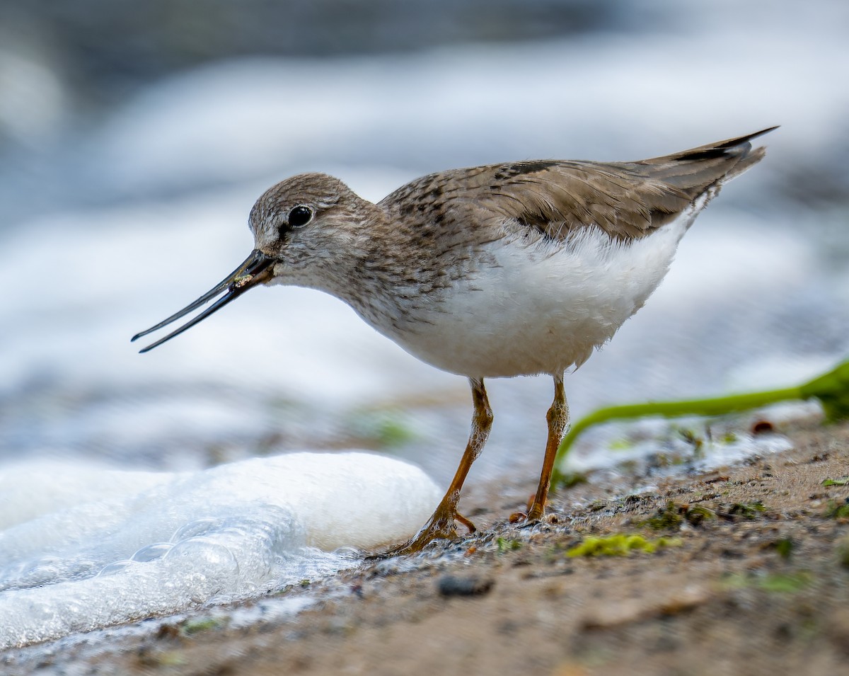 Матигар хөгчүү - ML637009027