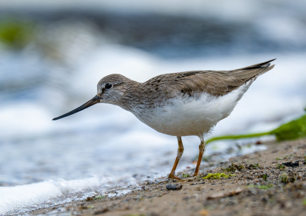 Матигар хөгчүү - ML637009028