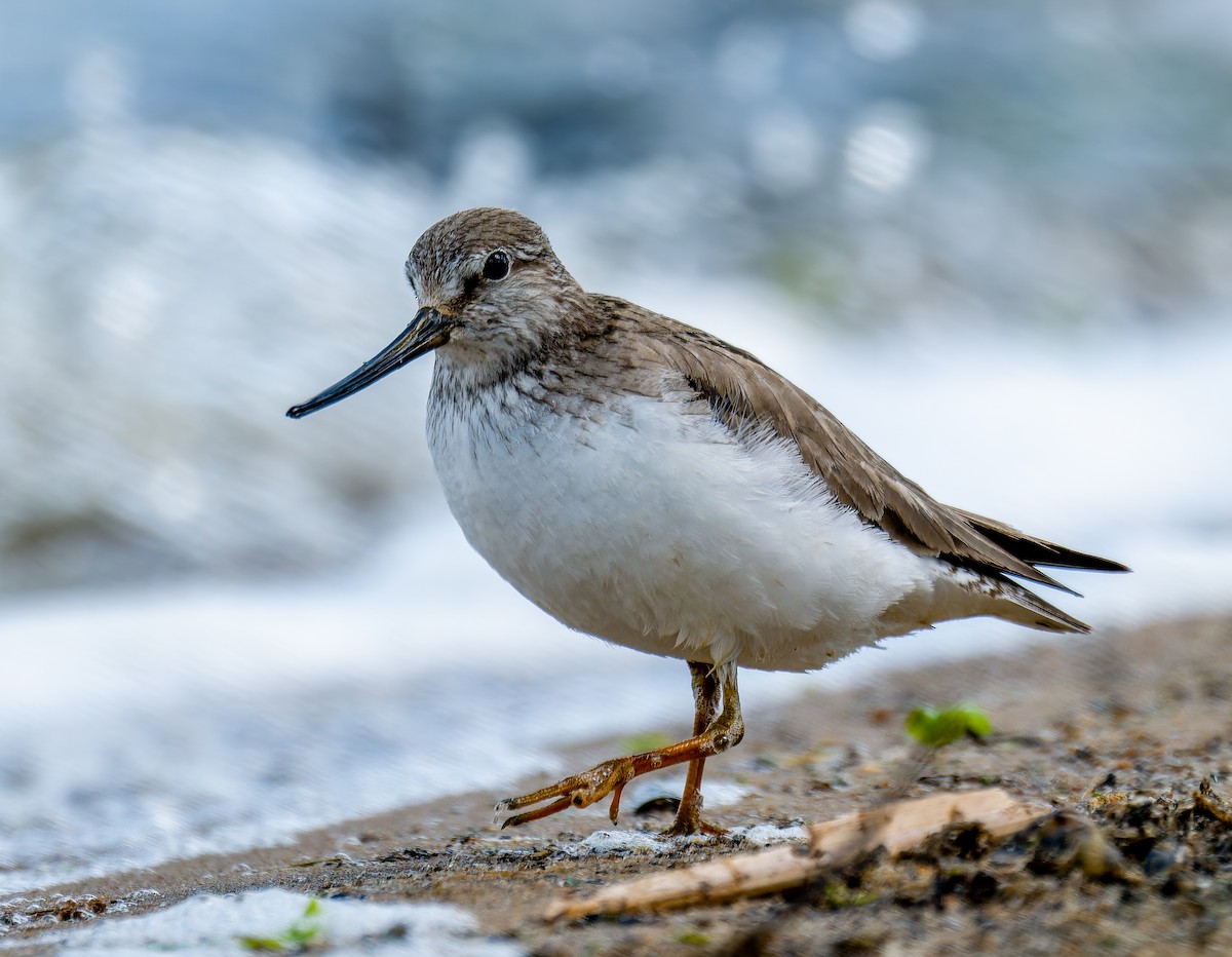 Матигар хөгчүү - ML637009029