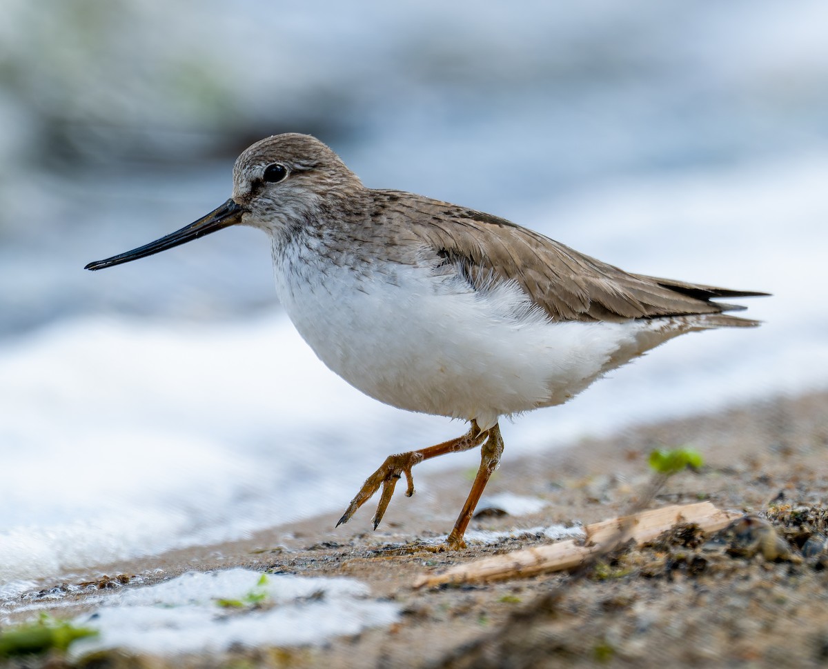 Матигар хөгчүү - ML637009030