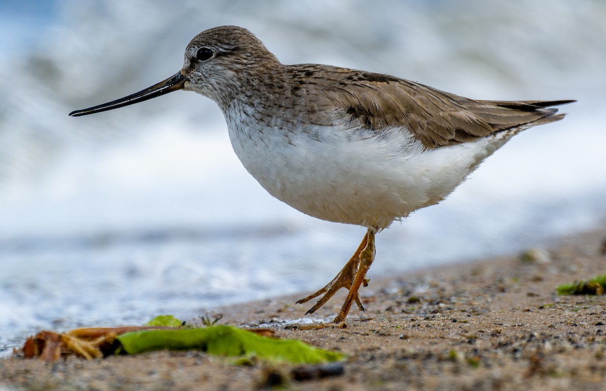 Матигар хөгчүү - ML637009031