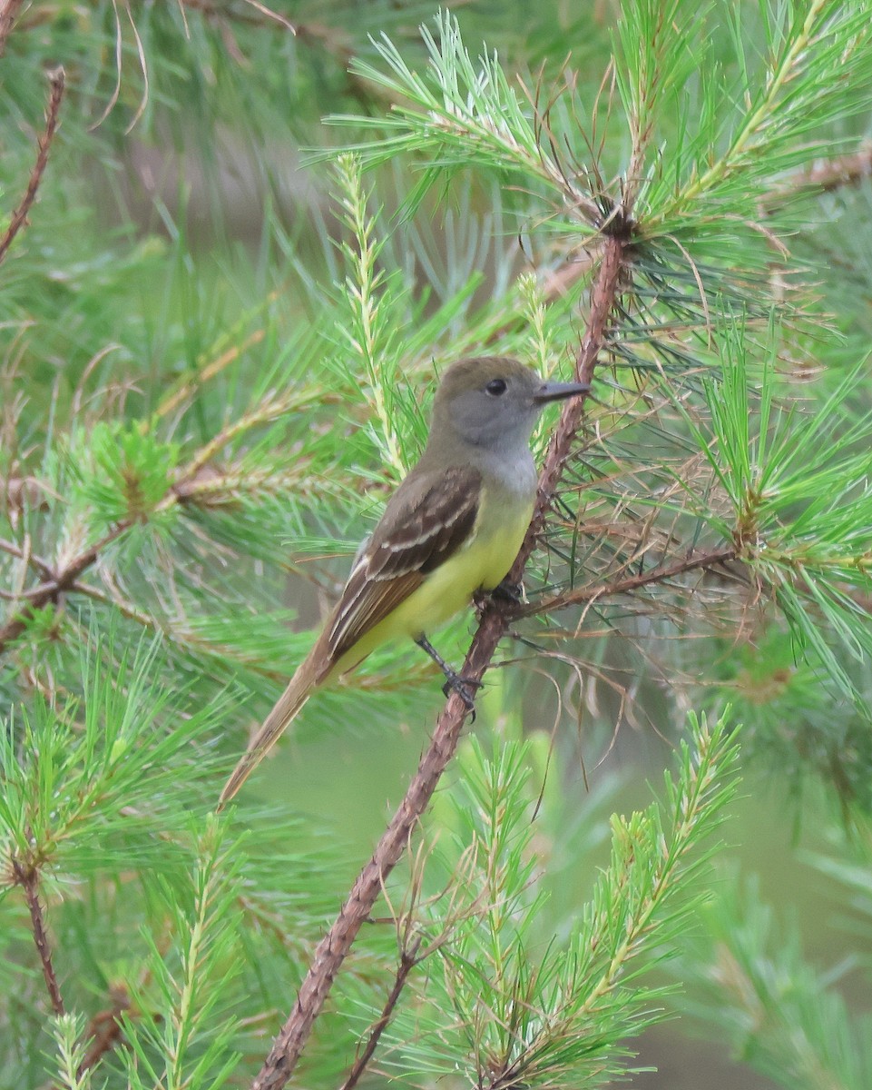 Great Crested Flycatcher - ML637009042