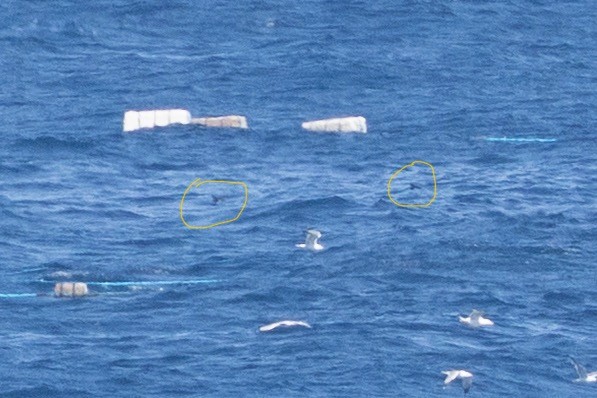 European Storm-Petrel - ML637009066