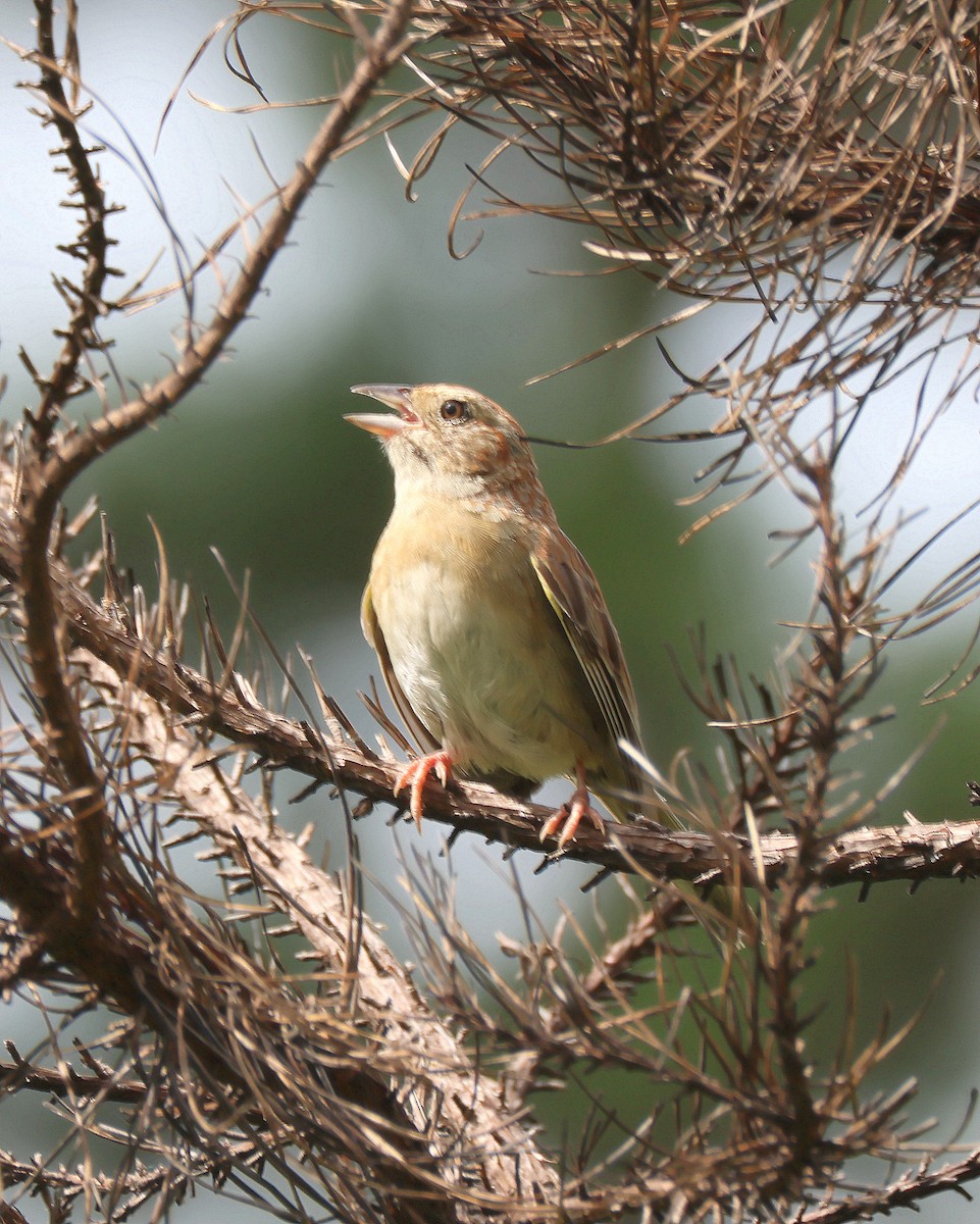 Bachman's Sparrow - ML637009075