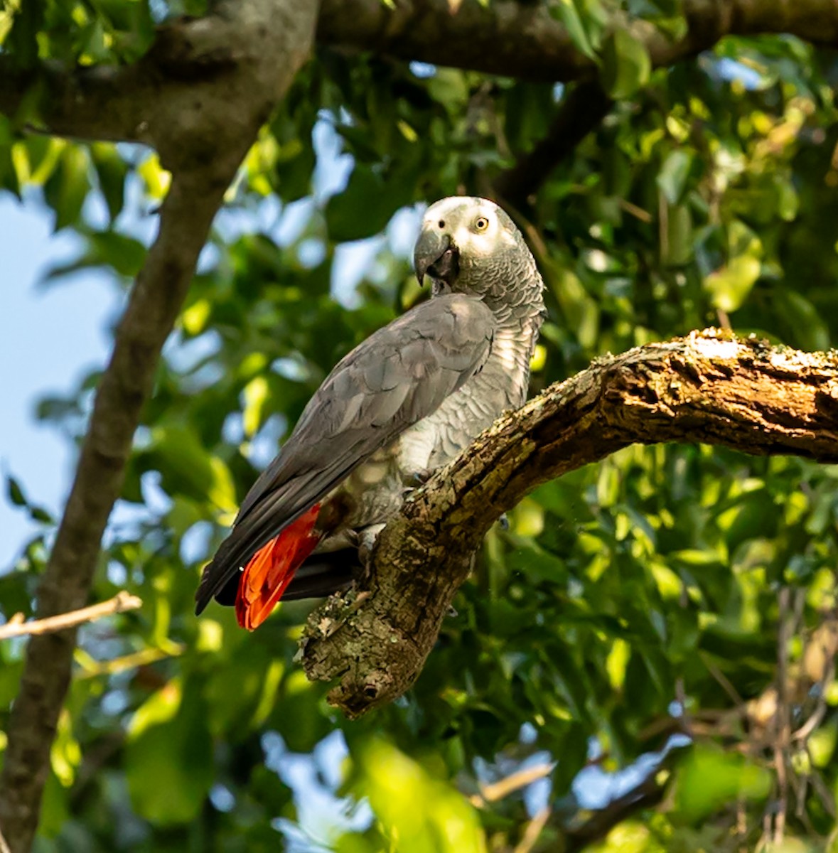 Gray Parrot - ML637009077