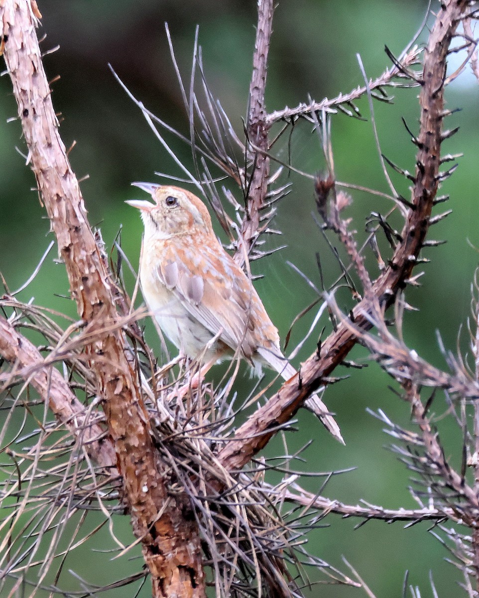 Bachman's Sparrow - ML637009108