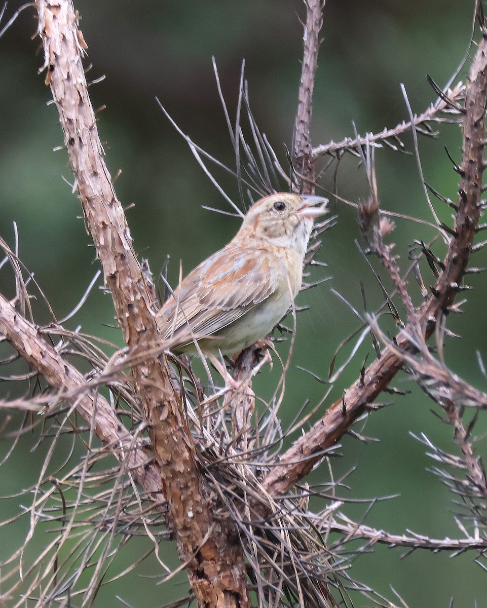 Bachman's Sparrow - ML637009122