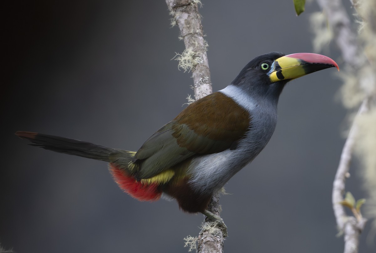 Gray-breasted Mountain-Toucan - ML637009141