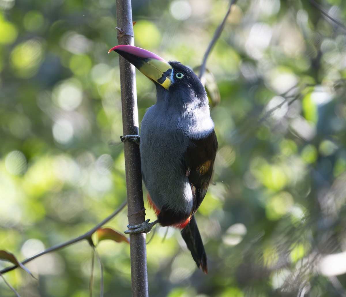Gray-breasted Mountain-Toucan - ML637009142