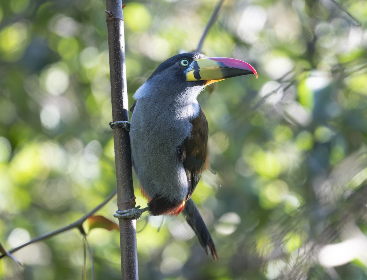 Gray-breasted Mountain-Toucan - ML637009143