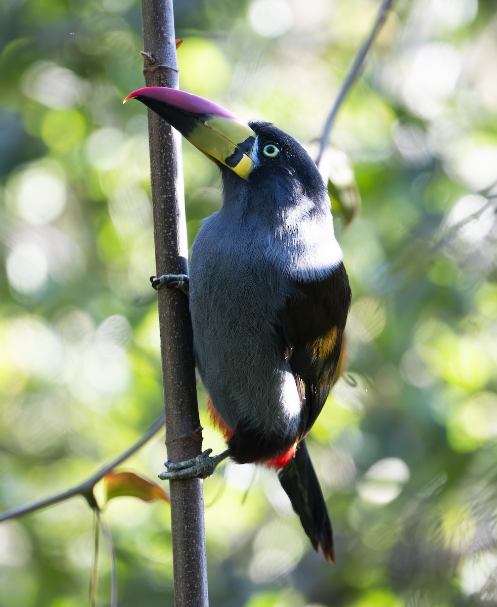 Gray-breasted Mountain-Toucan - ML637009144