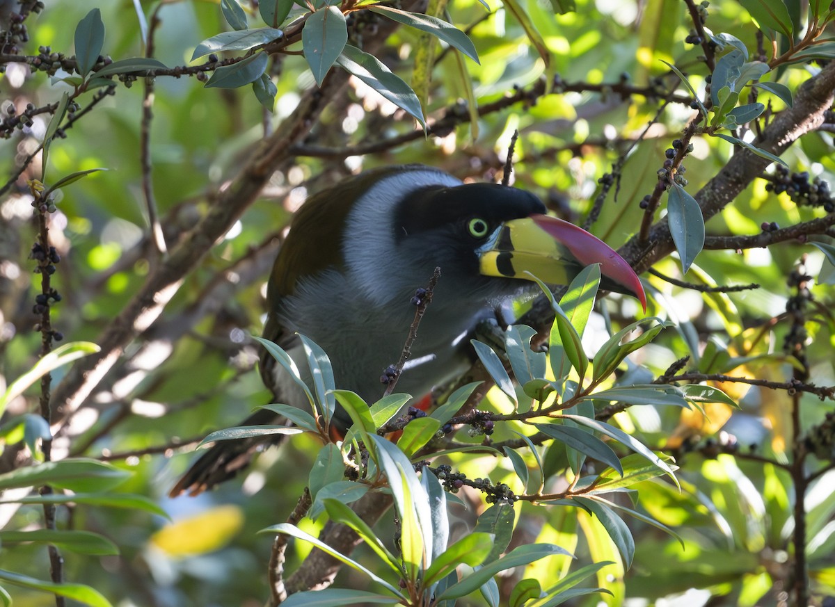 Gray-breasted Mountain-Toucan - ML637009145