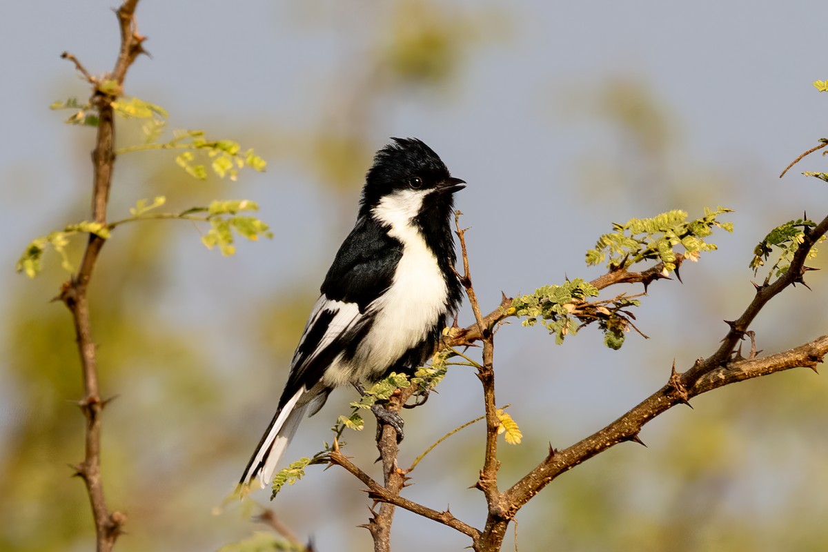 White-naped Tit - ML637009147