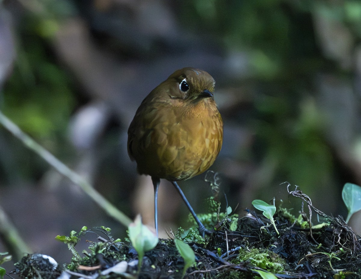 Urubamba Antpitta - ML637009176