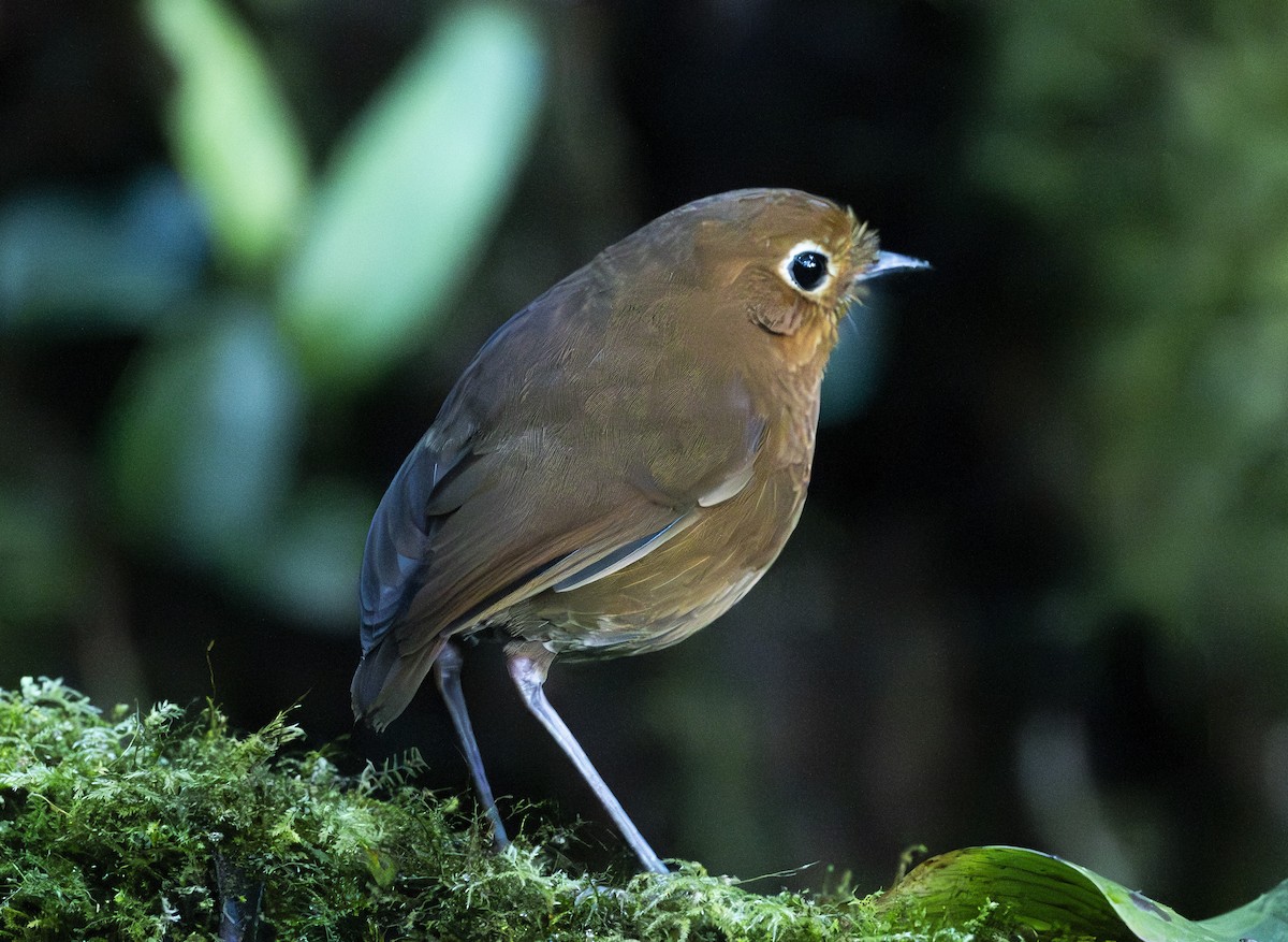 Urubamba Antpitta - ML637009177